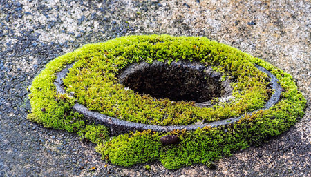 texture of moss on old asphalt, autumn foliage, plants near asphaltの写真素材