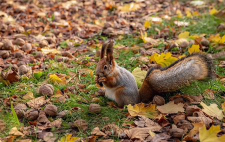 Squirrel sits on the asphalt in an autumn park and waits for a nutの写真素材