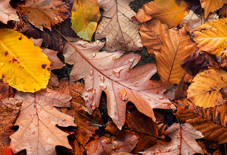 Autumn puddle with reflections of trees and fallen yellow leaves. Cloudy day after the rain. natural...