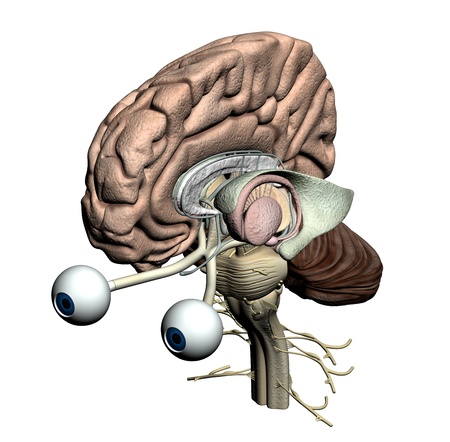 Brain parts - isometric viewの写真素材