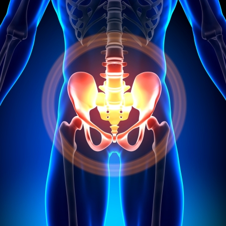 Hip Bone Skeleton Medical Anatomyの写真素材