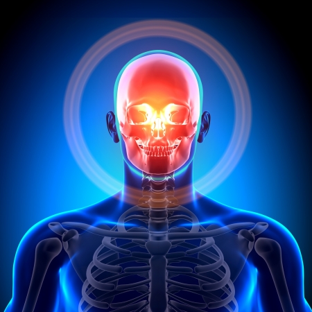 Cranium Skull Skeleton Medical Anatomyの写真素材