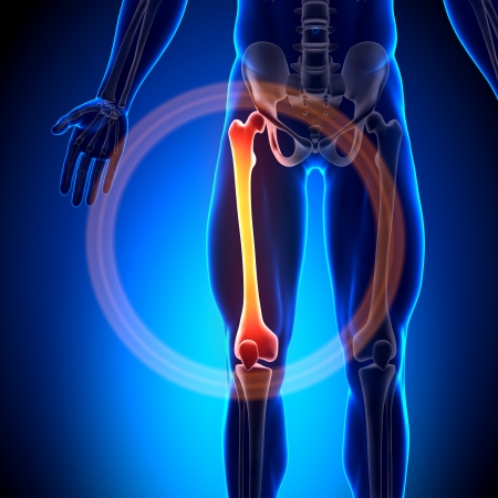 Femur Anatomy Bonesの写真素材