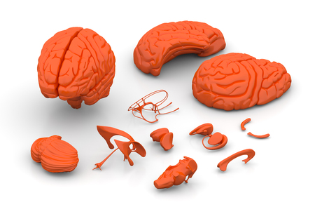 Brain parts - Human brain decomposedの写真素材