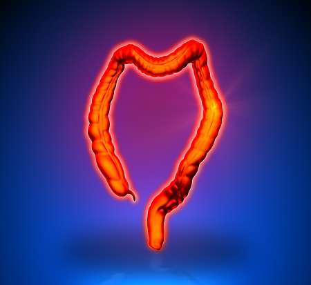 Colon - Internal organs - blue background