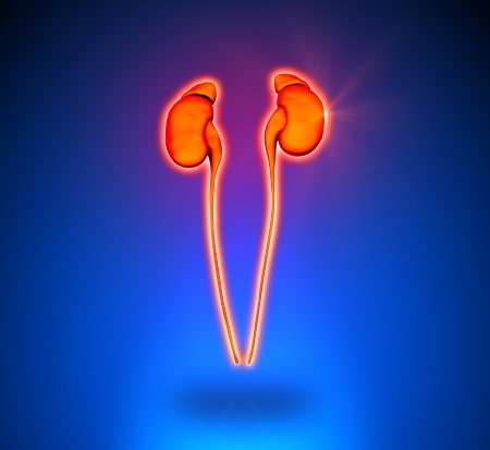 Kidneys - Internal organs - blue backgroundの写真素材