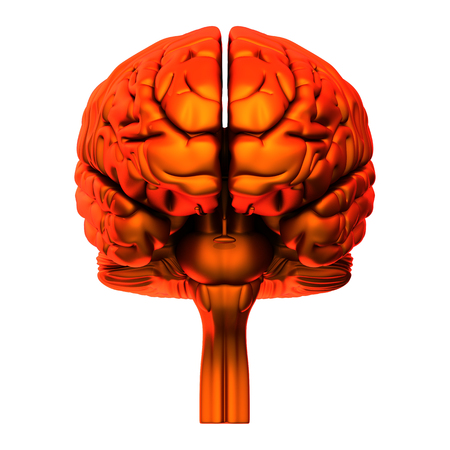 Brain - Internal organs - isolated on whiteの写真素材
