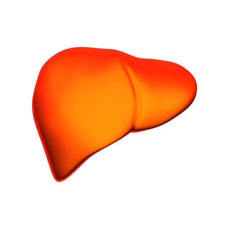 Liver - Internal organs - isolated on whiteの写真素材