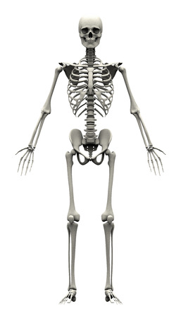 Male Human Skeleton - front view