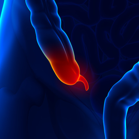 Appendixの写真素材