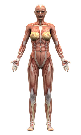Female Anatomy Muscles - Anterior viewの写真素材