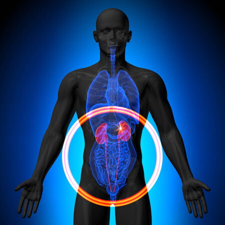 Kidneys - Male anatomy of human organs - x-ray viewの写真素材