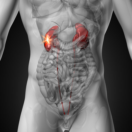 Kidneys - Male anatomy of human organs - x-ray viewの写真素材