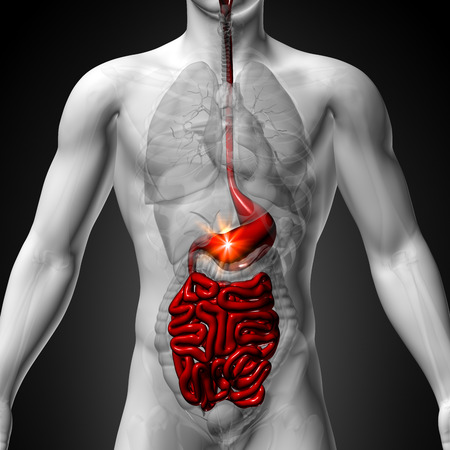Stomach   Guts   Small Interstine - Male anatomy of human organs - x-ray viewの写真素材