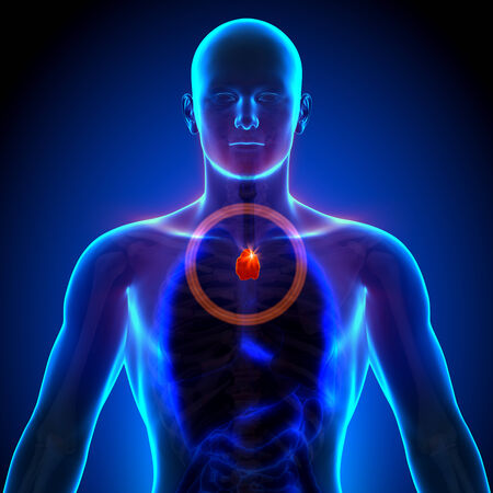 Thymus  Male anatomy of human organs - x-ray viewの写真素材