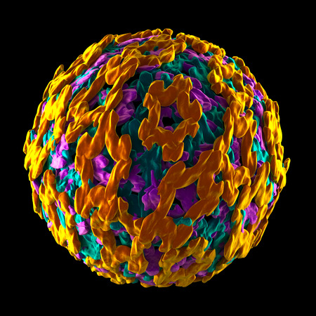 Yellow Fever Virus - isolated on blackの写真素材