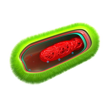 Bacteria - Prokaryote Cell Anatomy - isolated on whiteの写真素材