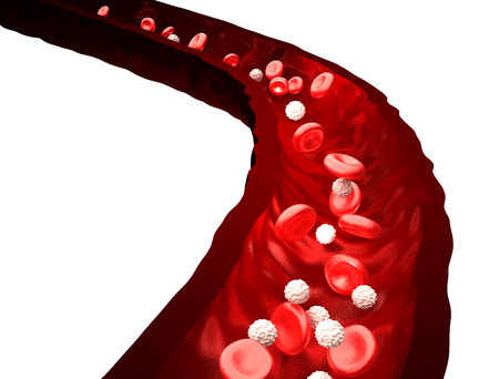 Blood Stream - Red and White Blood Cells Flowing Through Vein - isolated on whiteの写真素材