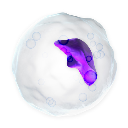 White Blood Cell - Basophilの写真素材