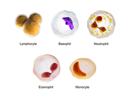 White Blood Cells - Lymphocyte, Basophil, Neutrophil, Eosinophil, Monocyteの写真素材