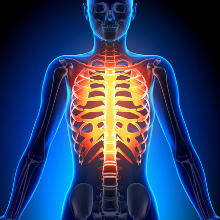 Female Rib Cage - Anatomy Bonesの写真素材