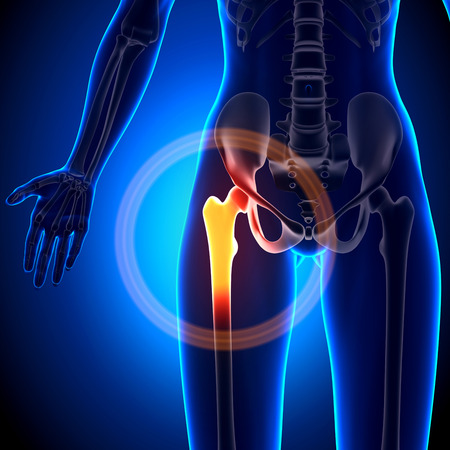 Female Hip Joint - Anatomy Bonesの写真素材