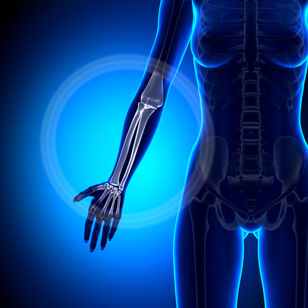 Female Radius / Ulna - Forearm - Anatomy Bonesの写真素材