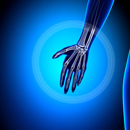 Female Palm - Anatomy Bonesの写真素材