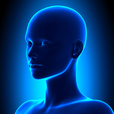 Isometric Female Head Anatomyの写真素材