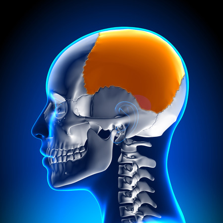 Female Parietal bone - Skull / Cranium Anatomyの写真素材