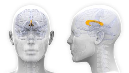 Female Corpus Callosum Brain Anatomy - isolated on whiteの写真素材