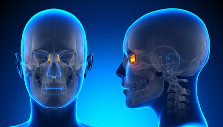 Female Lacrimal Skull Anatomy - blue conceptの写真素材
