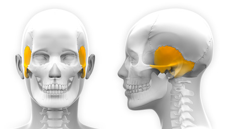 Female Temporal Bone Skull Anatomy - isolated on whiteの写真素材