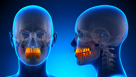 Female Teeth Dental Anatomy - blue conceptの写真素材