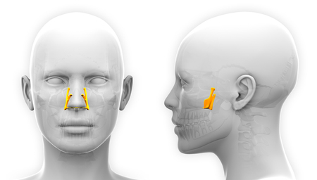 Female Palatine Skull Anatomy - isolated on whiteの写真素材