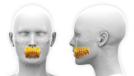Female Teeth Dental Anatomy - isolated on whiteの写真素材