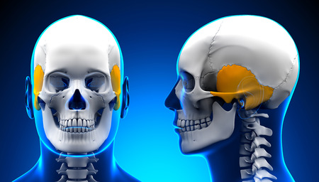 Male Temporal Bone Skull Anatomy - blue conceptの写真素材