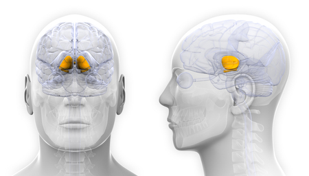 Male Basal Ganglia Brain Anatomy - isolated on whiteの写真素材