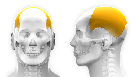 Male Parietal Bone Skull Anatomy - isolated on whiteの写真素材