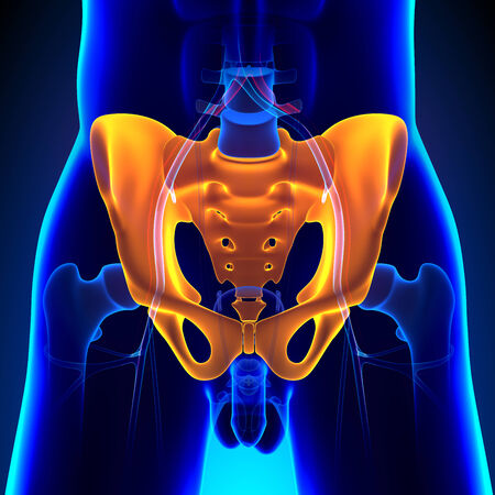 Hip Pelvic Sacrum Bone Anatomy with Circulatory Systemの写真素材