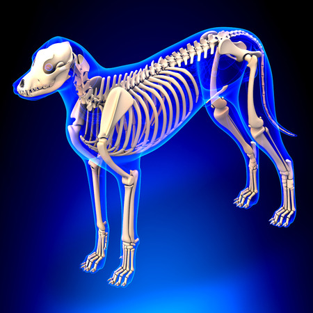 Dog Skeleton - Canis Lupus Familiaris Anatomy - perspective viewの写真素材