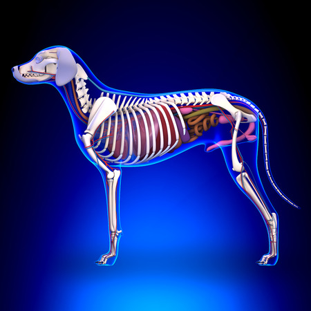 Dog Internal Organs Anatomy - Anatomy of a Male Dog Internal Organsの写真素材
