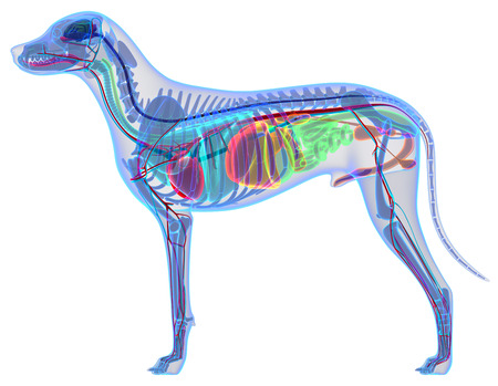 Dog Anatomy - Internal Anatomy of a Male Dogの写真素材