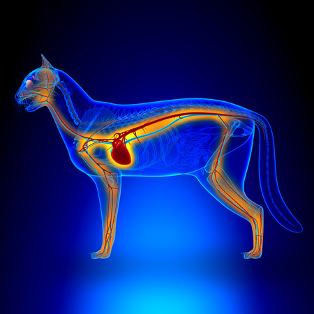 Cat Heart - Anatomy of Circulatory Systemの写真素材