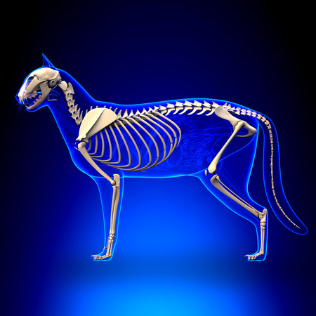 Cat Skeleton Anatomy の写真素材
