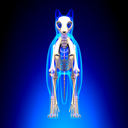 Cat Skeleton Anatomyの写真素材