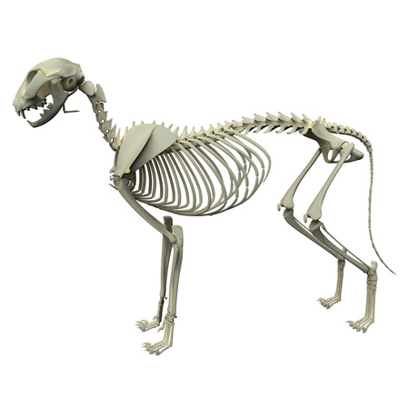 Dog Skeleton Anatomy - Anatomy of a Male Dog Skeletonの写真素材