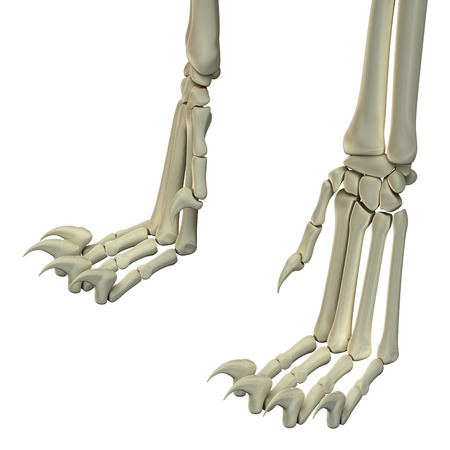 Cat Hind Legs Anatomy Bonesの写真素材