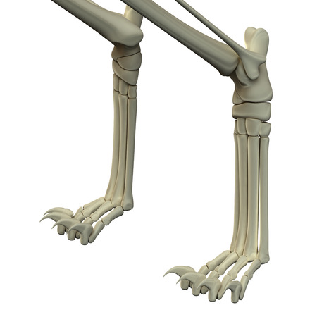 Cat Front Legs Anatomy Bonesの写真素材