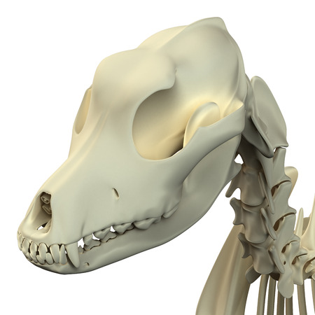 Dog Skull Anatomy - Anatomy of a Male Dog Skullの写真素材